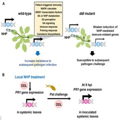 N-hydroxy-pipecolic acid-mediated signal transduction and resistance requires DAWDLE