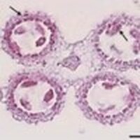 RNA ISH core facility