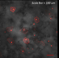 Confocal Microscopy Core Facility