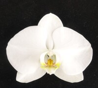 Orchid Transformation Core Facility